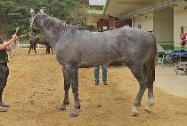 WINNER DRAGON picture