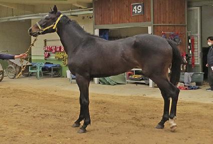 ����ž ����