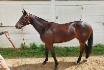 �н�Ʈǻ�� (FAST FURY) ����