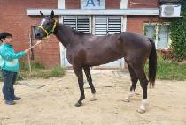 �����÷��� (SEOGWI FLASH) ����