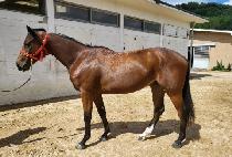 �������� (JANGSAN DEFI) ����