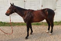 ��Ÿ (DEER STAR) ����