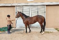 �׷���Ʈ�̽� (GREAT MISS) ����