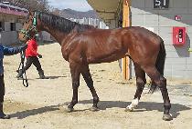 ����Ʈ�Ǹ� (PERFECT GUN MAN) ����