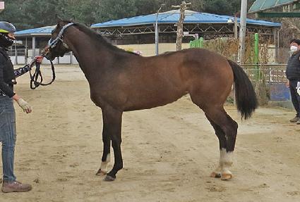 ����� ����