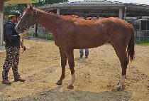 �帲ī�� (DREAM CARD) ����