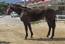 �����ູ (NAOL HAENGBOK) ����