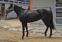 ���庰 (DAEJANGBYEOL) ����