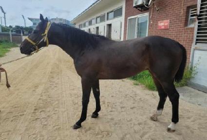 �Ŀ��÷��� ����