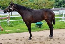 �ٺ���Ʈ (BABEL HEART) ����