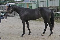 ���ø�Ʈ���� (COMPLETE LEADER) ����