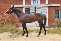 ���ǵ念 (SPEED YOUNG) ����