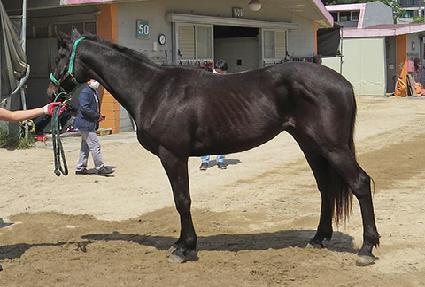 ���������̵� ����