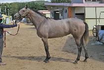 �����Ʈ���� (BRIGHT RUNNING) ����