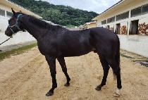 ������ (BLUE MORE) ����