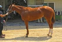 �������� (NAEGILUI QUEEN) ����