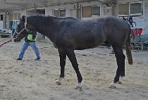 �����̼� (DOREMISONG) ����