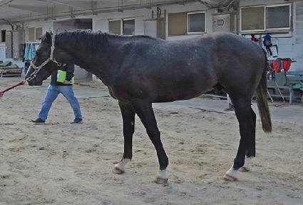 �����̼� ����