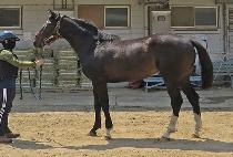 ��������� (HEUIMANGUI CHANGA) ����