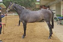 �ε���Ǻ� (INDIANUI BYEOL) ����