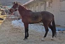 ��ǳ���� (JILPUNG THUNDER) ����