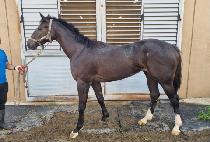 ���̽������� (ACE FIGHTING) ����