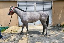 ��������ƾ (MOTHER MOUNTAIN) ����