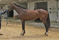 �ǹ��ν��� (SILVER BOOSTER) ����