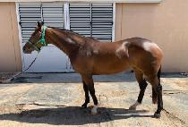 ��������Ƽ (MAGIC SWEETIE) ����