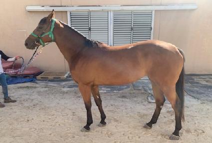 ��������� ����