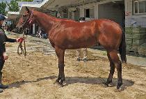 �����鼱�� (NONSTOP THUNDER) ����