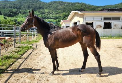 ���ֱ۷ι� ����