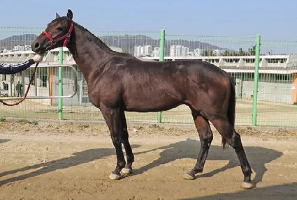 ���Ƿշ� ����