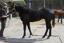 ��ġ�� (GWANGCHIGI) ����