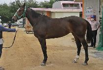 �����̽� (FOUR ACE) ����