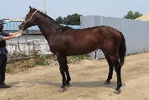 �ż�è�� (GEOSEN CHAMP) ����