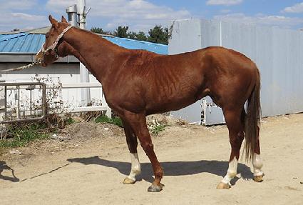 �Ŀ�Ǯ�轺 ����