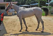 �׷���ǹ� (GRAND SILVER) ����