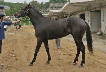 �׷����� (GRAND DAERO) ����