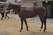 ��Ʈ��Ʈ�� (STREET QUEEN) ����