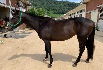 �����ͽ�Ÿ (FIGHTER STAR) ����