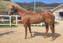 ���Ϳ���ī (DOCTOR OSCAR) ����