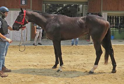 ��Ű��븮 ����