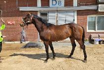 �ؿ�뽺Ÿ (HAEUNDAE STAR) ����