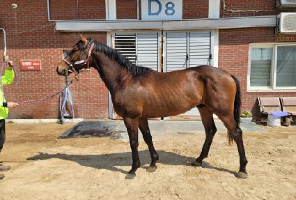 �ؿ�뽺Ÿ ����