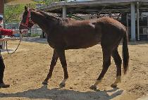 ���ĸ��� (TEMPAR QUEEN) ����