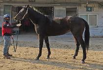 Ƽ�Ƹ� (TI AMO) ����