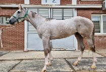 ����è�� (MAGIC CHAMP) ����