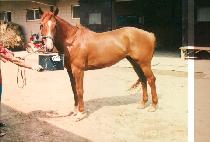 ��� (SANG SOE) ����