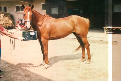 ��� ����